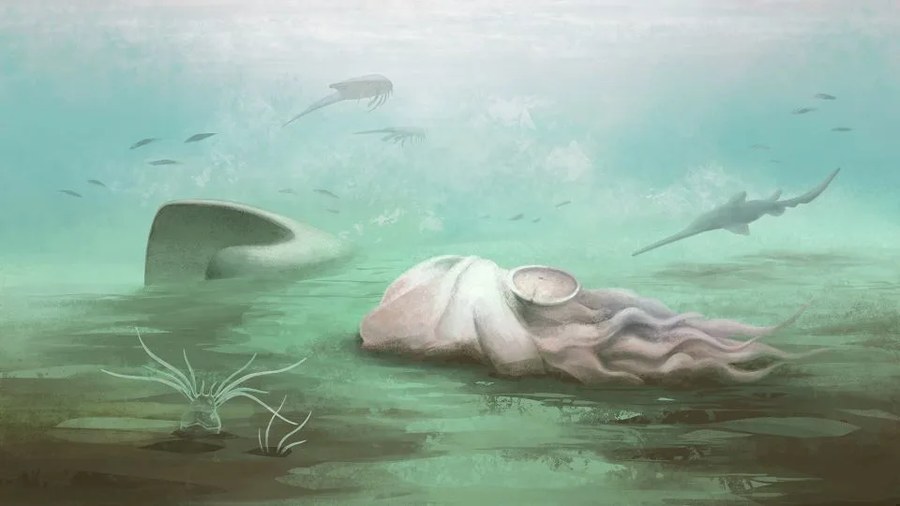 最年长的章鱼并非章鱼科学家发现