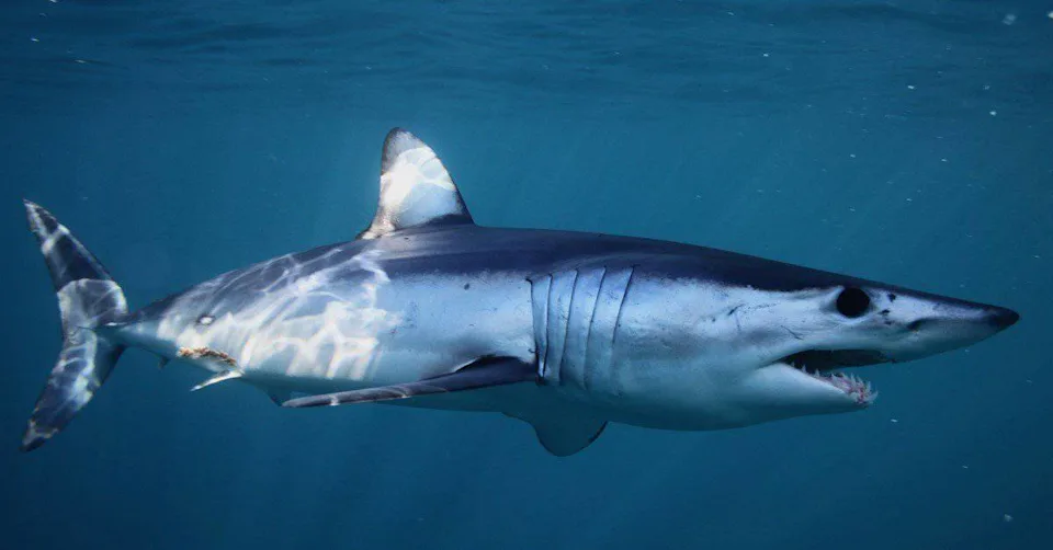 海洋酸化可能正在悄悄损害鲨鱼牙齿(图3)