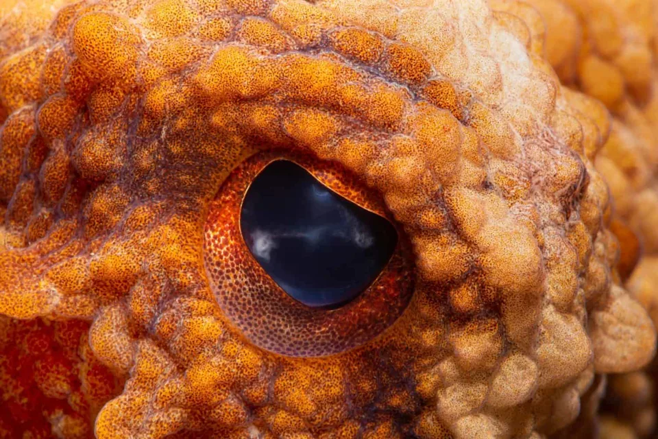 科学家曾认为这是最古老的章鱼直到他们发现内部隐藏的东西(图3)