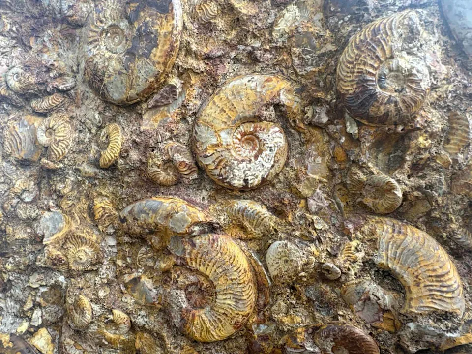 科学家曾认为这是最古老的章鱼直到他们发现内部隐藏的东西(图2)