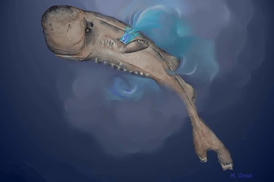 邂逅美国口袋鲨 Gulf发现的微小生物发光鲨鱼