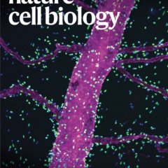 Nature Cell Biology-Volume 27 Issue 5, May 2025 电子版PDF