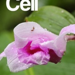 Cell Press_2025.03.20 电子版PDF