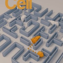 Cell Press_2025.06.26 电子版PDF
