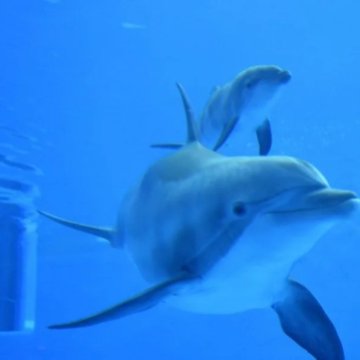 海豚如何交流 一项长期研究的新发现