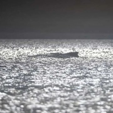 德国海岸附近搁浅鲸鱼处境堪忧