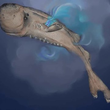 邂逅美国口袋鲨 Gulf发现的微小生物发光鲨鱼