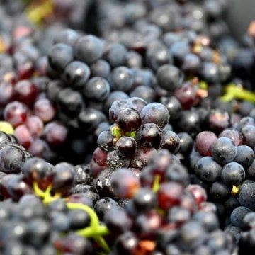 600年前的黑皮诺葡萄在法国中世纪厕所里被发现