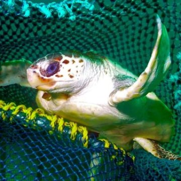 新捕鱼技术如何减少海龟和其他生物的误捕