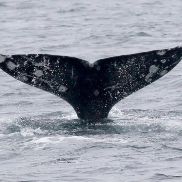 加州湾灰鲸死亡率惊人并非正常现象