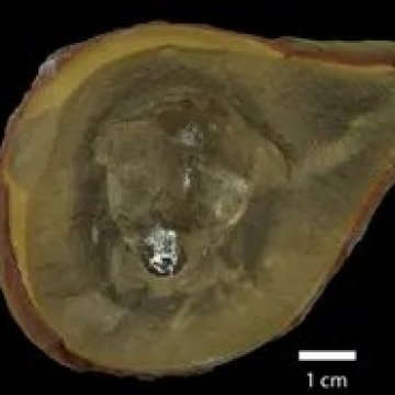 曾被认为是最古老章鱼的生物其实并非章鱼