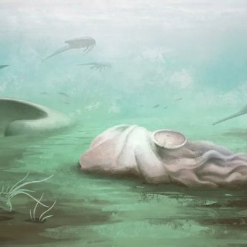 最年长的章鱼并非章鱼科学家发现