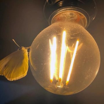科学家终于解开蛾子为何无法停止飞向光源之谜
