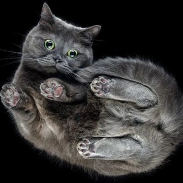科学家发现猫咪落地时翻转的全新原因