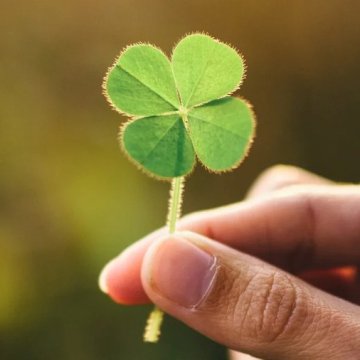 圣帕特里克节课本可能错了植物为什么是绿色的